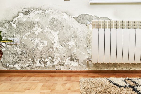 Damp and Mould Specialist London