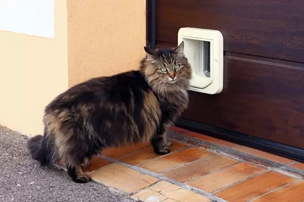 cat flap installation in london