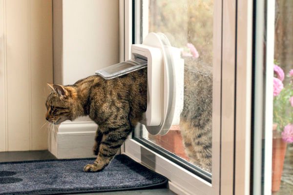 cat flap installation in london